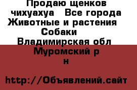 Продаю щенков чихуахуа - Все города Животные и растения » Собаки   . Владимирская обл.,Муромский р-н